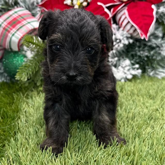 Archer - Yorkiepoo