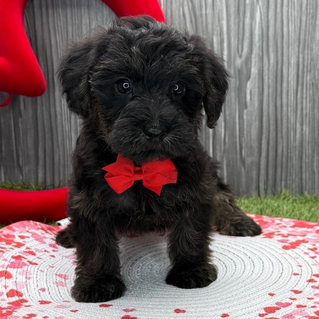 Archer - Yorkiepoo