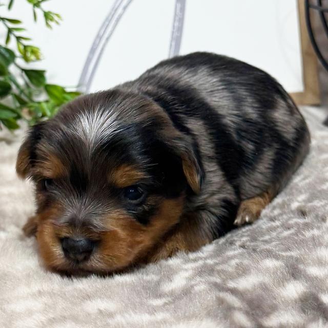 Bentley - Yorkshire Terrier