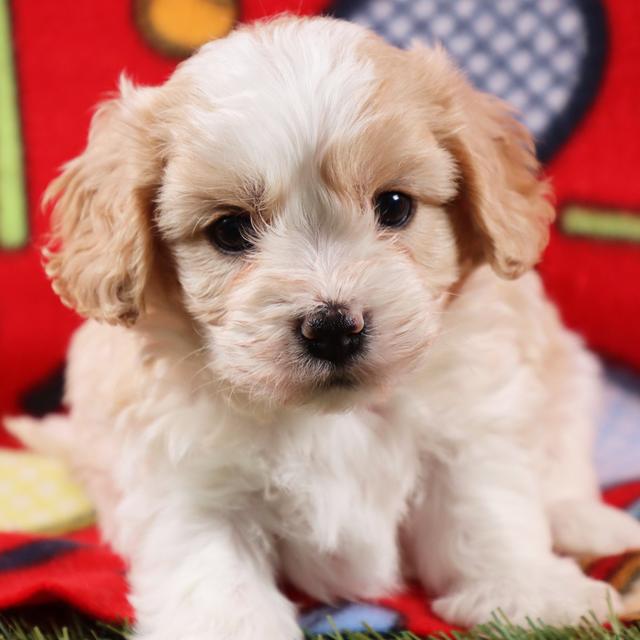 Max - Cavachon