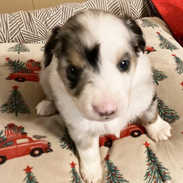 Kelsey - Miniature American Shepherd