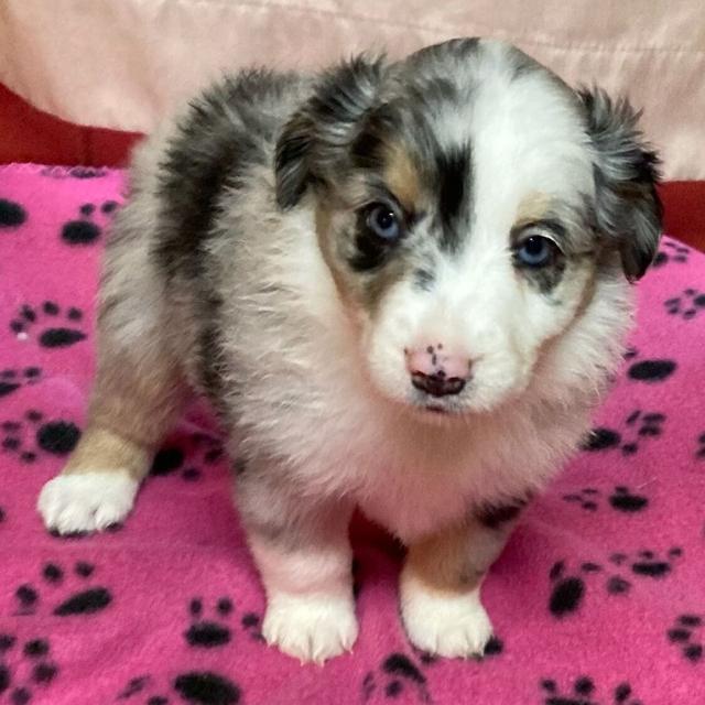 Kelsey - Miniature American Shepherd