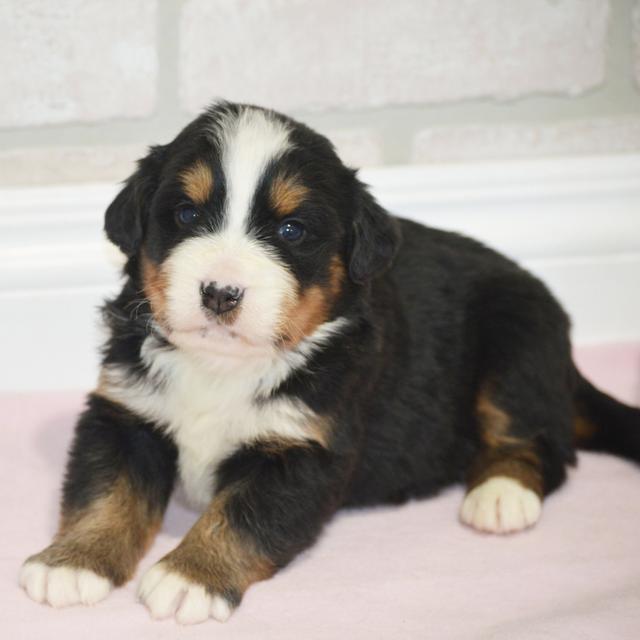 Lilac - Bernese Mountain Dog