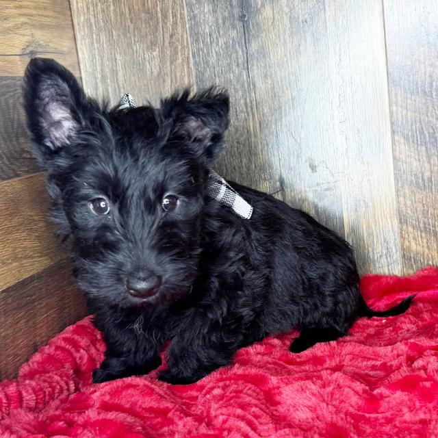 Finley - Scottish Terrier