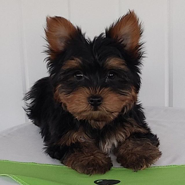 Skylar - Yorkshire Terrier