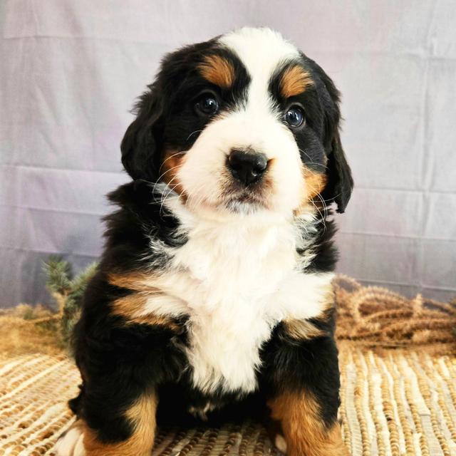 Jemma - Bernese Mountain Dog