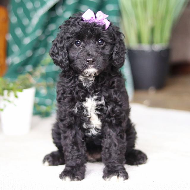 Lacy - Cavapoo