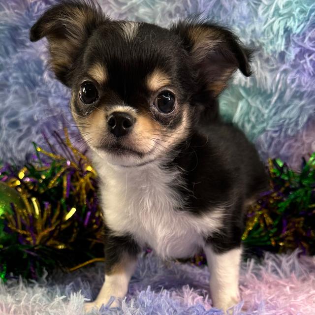 Presley - Chihuahua