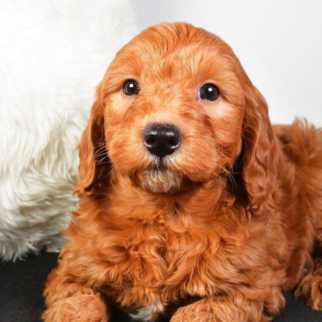 Cameron - Goldendoodle