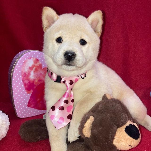 Reika - Shiba Inu