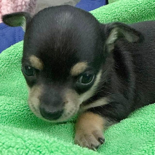 Nora - Chihuahua