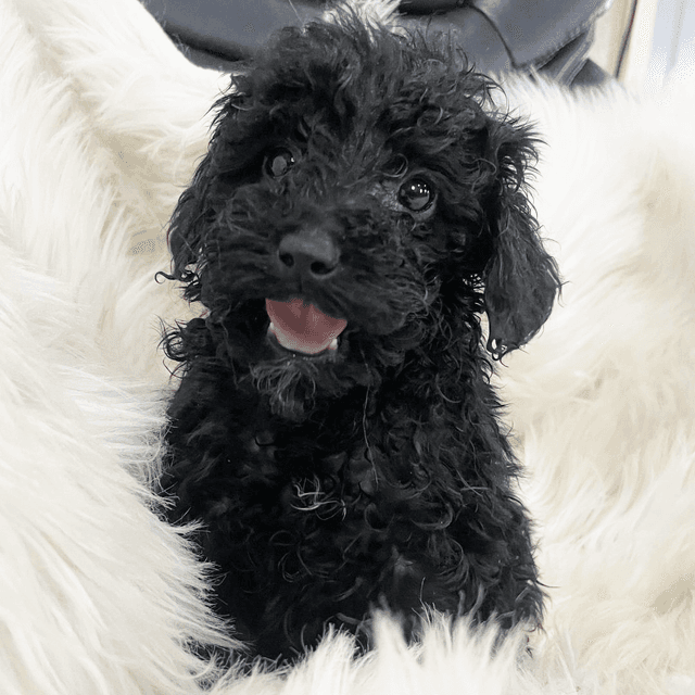 Timothy - Poodle