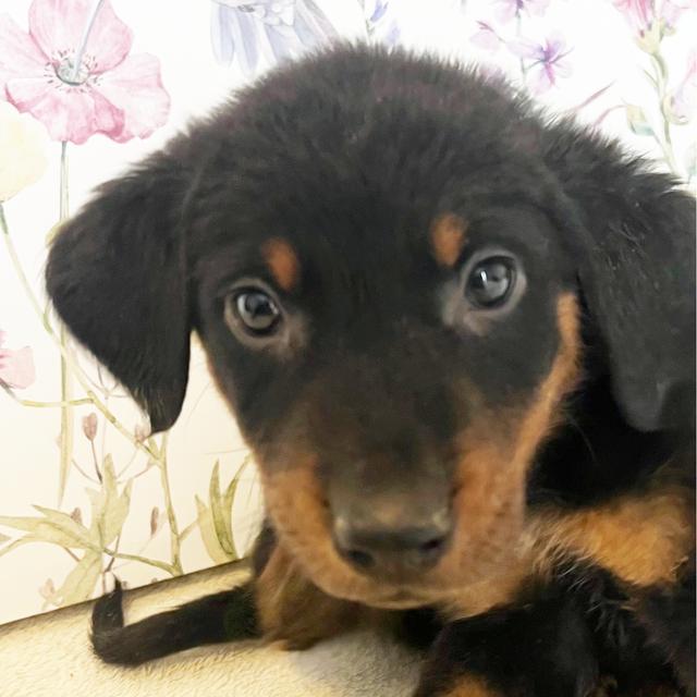 Vinnie - Beauceron