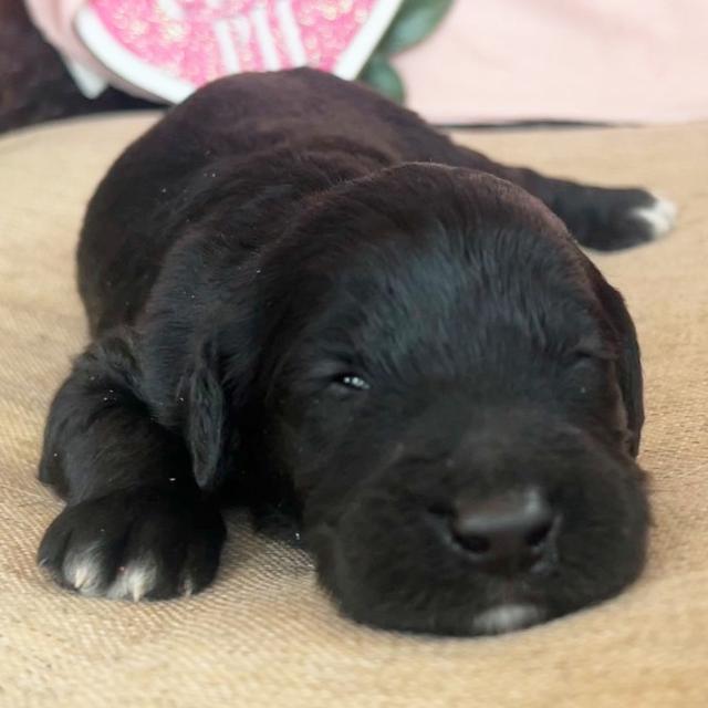 Bozeman - Aussiedoodle