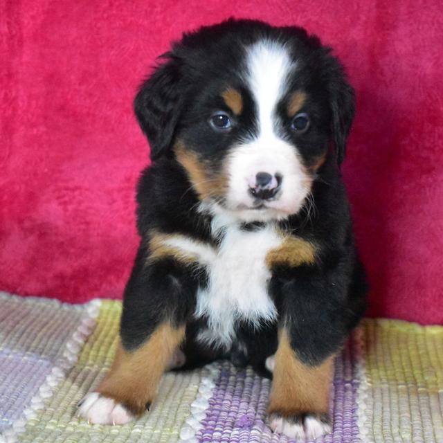 Karl - Bernese Mountain Dog