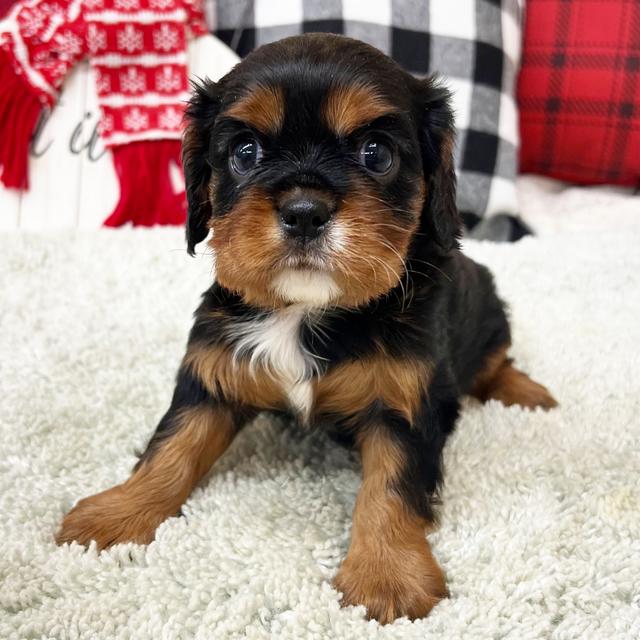 Paige - Cavalier King Charles Spaniel