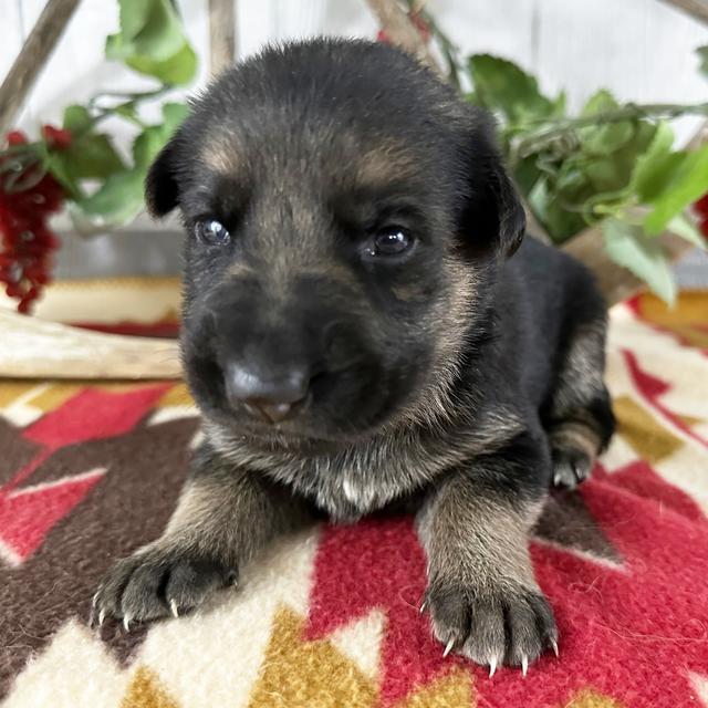 Tiffany - German Shepherd Dog