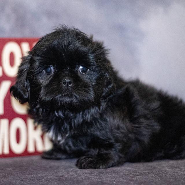 Liquorice - Shih Tzu