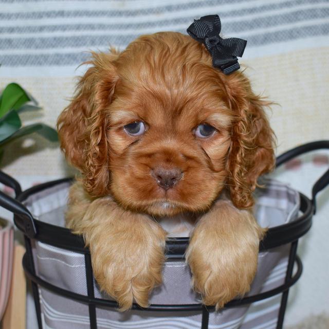 Blair - Cocker Spaniel