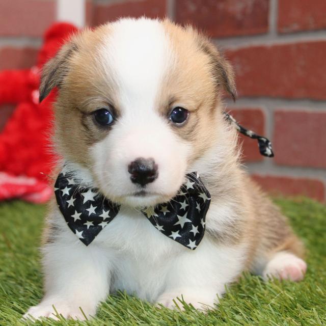 Ronan - American Corgi