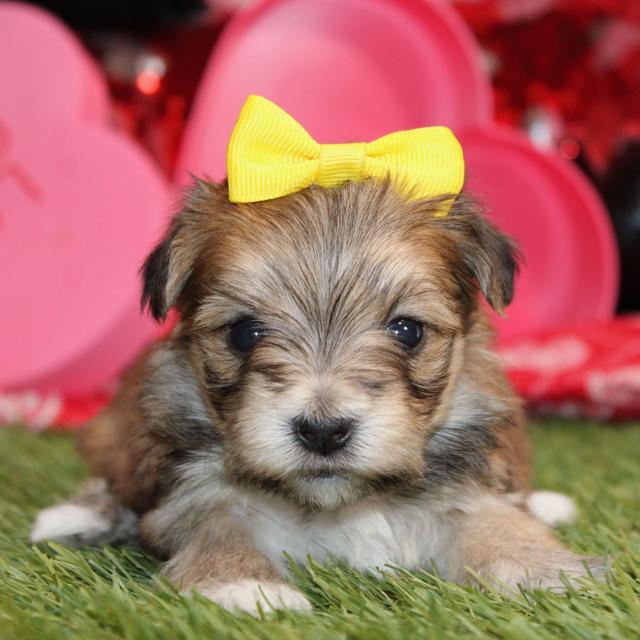 Tatum - Morkie