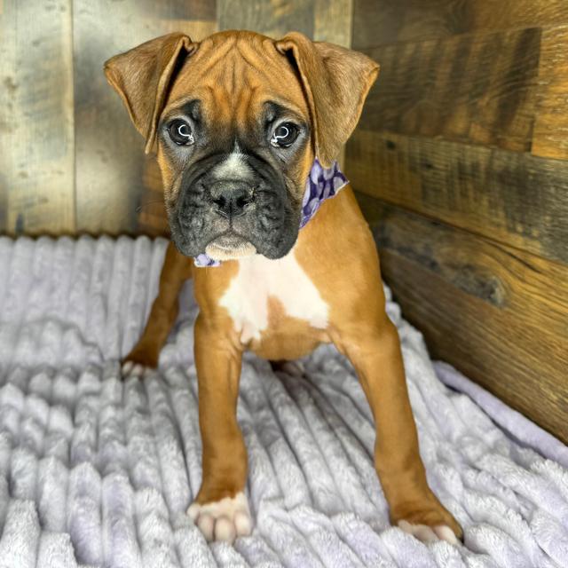 Tucker - Boxer