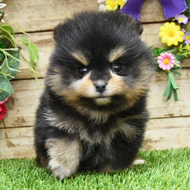 Rocket - Pomeranian