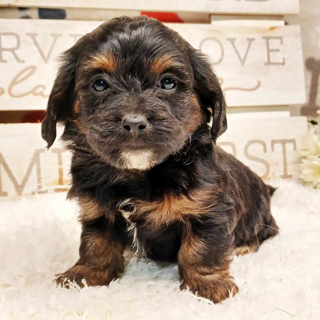 Opal - Yorkiepoo