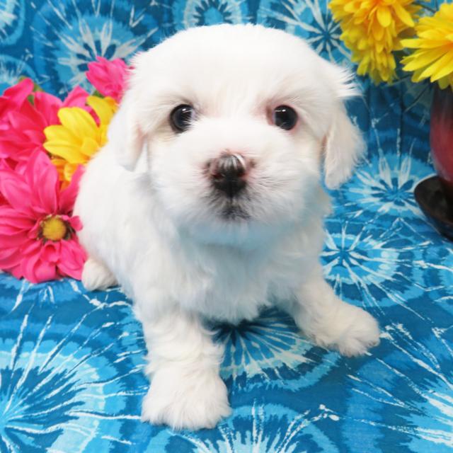 Dodge - Coton de Tulear