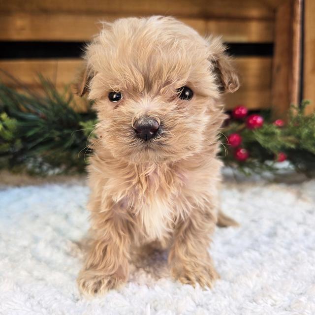 Peanut - Maltipoo