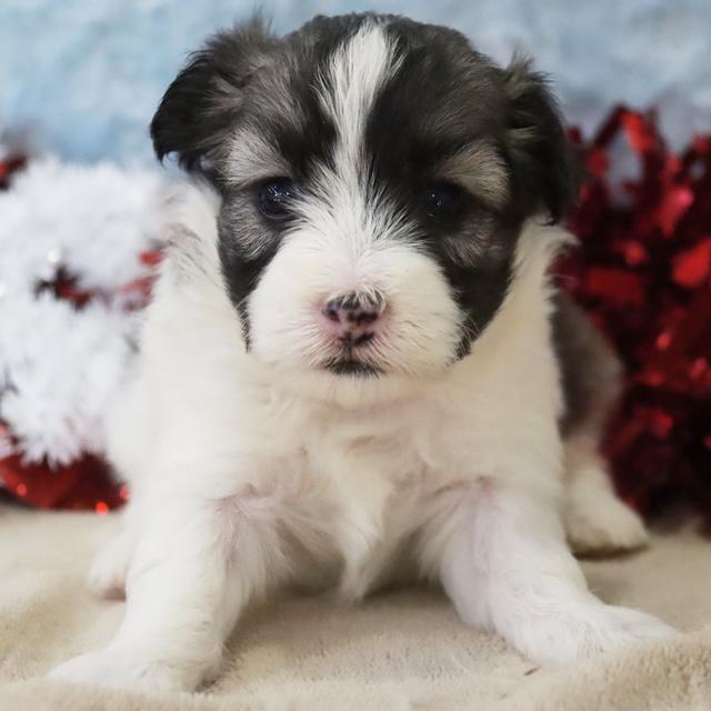 Grace - Coton de Tulear