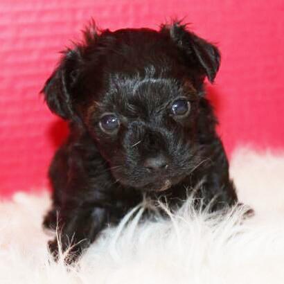 Riley - Yorkiepoo