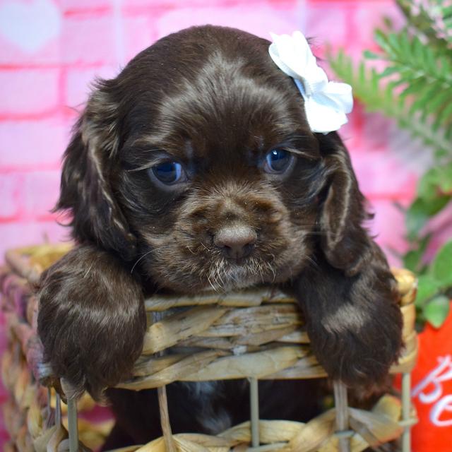 Jillian - Cocker Spaniel