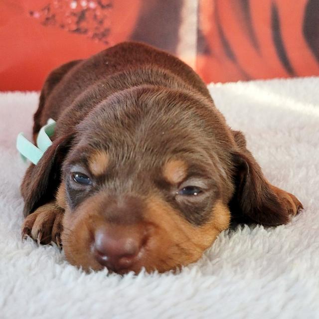 Bruno - Dachshund