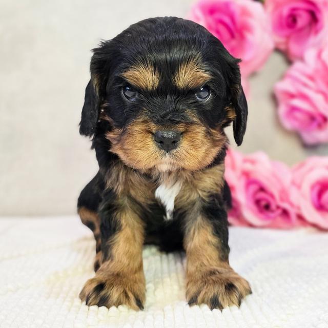 Brandy - Cavalier King Charles Spaniel