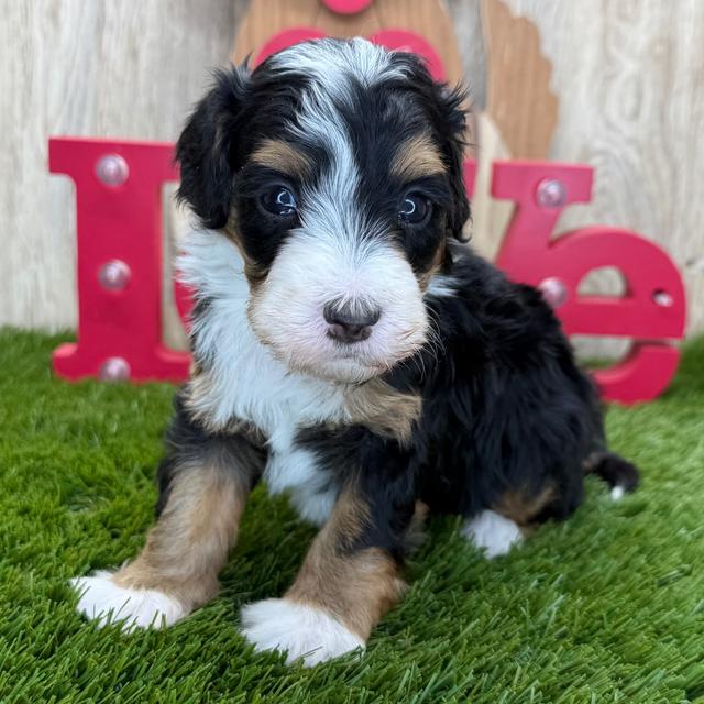 Lacey - Bernedoodle