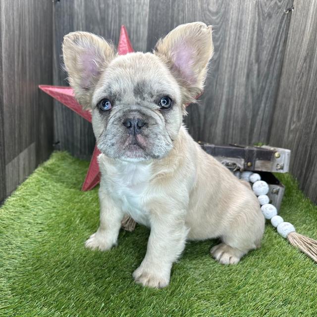 French Bulldog Breed Facts, Information, and Characteristics | PuppySpot