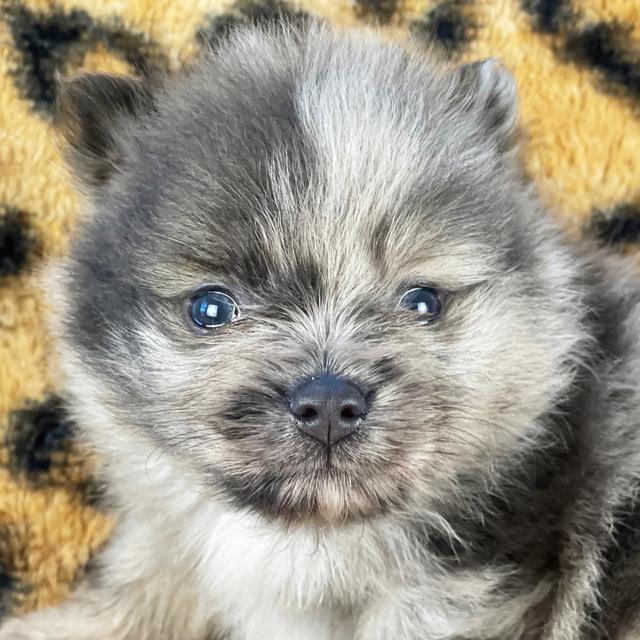 Monty - Pomeranian