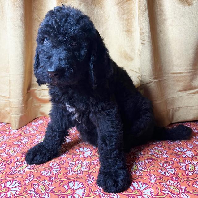 Donna - Saint Berdoodle