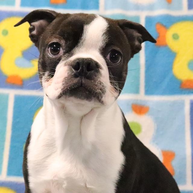 Lacy - Boston Terrier