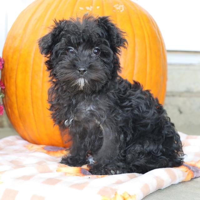 Bandit - Yorkiepoo