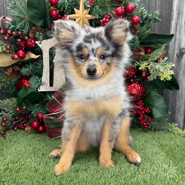 Holly - Pomeranian