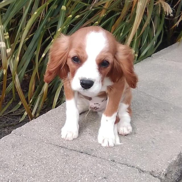 Israel - Cavalier King Charles Spaniel