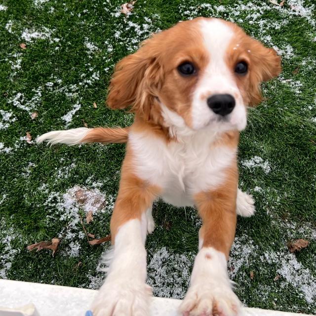 Israel - Cavalier King Charles Spaniel