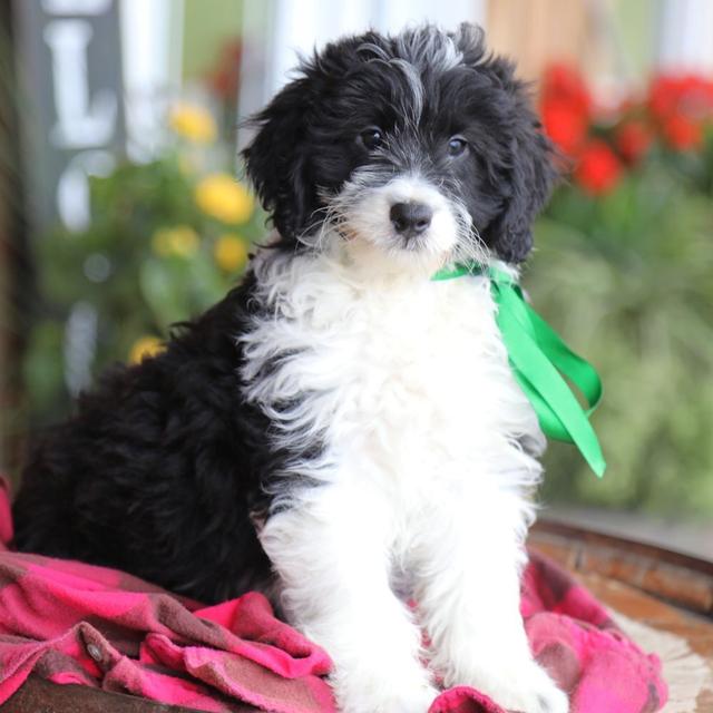 Smore - Aussiedoodle