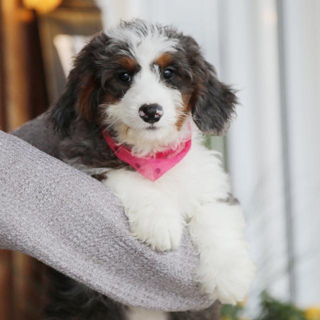 Cora Jane - Bernedoodle