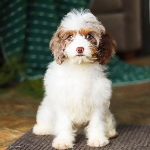 Abel - Cavapoo