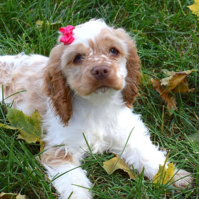 Faith - Cocker Spaniel