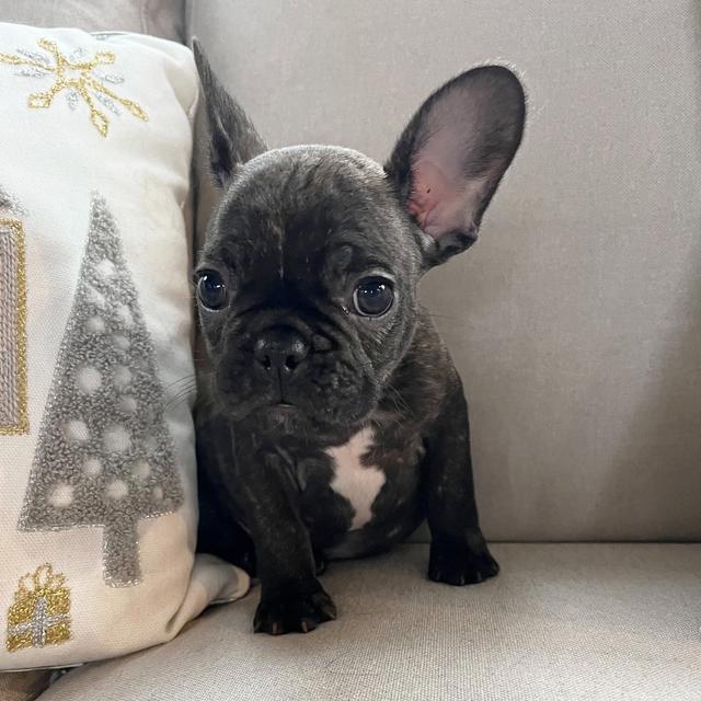 Lil Man - French Bulldog