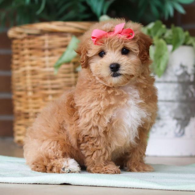 Madeline - Maltipoo